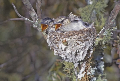 Picture of ZIMBABWE PUFF-BACKED SHRIKE CHICKS IN NEST