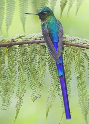 Picture of ECUADOR VIOLET-TAILED SYLPH ON FERN BRANCH