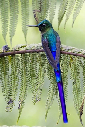 Picture of ECUADOR VIOLET-TAILED SYLPH ON FERN BRANCH