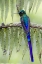 Picture of ECUADOR VIOLET-TAILED SYLPH ON FERN BRANCH