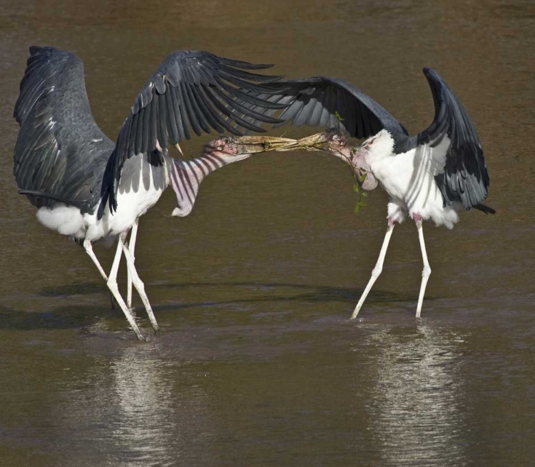 Picture of KENYA MARABOU STORKS WITH NESTING MATERIAL