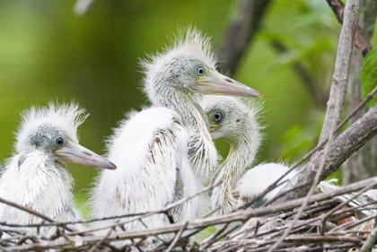 Picture of FL, EVERGLADES NP LITTLE BLUE HERON CHICKS