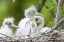 Picture of FL, EVERGLADES NP LITTLE BLUE HERON CHICKS