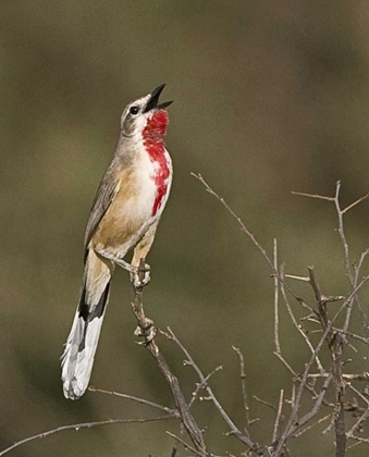 Picture of KENYA SINGING ROSY-PATCHED BUSHSHRIKE BIRD