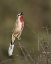 Picture of KENYA SINGING ROSY-PATCHED BUSHSHRIKE BIRD