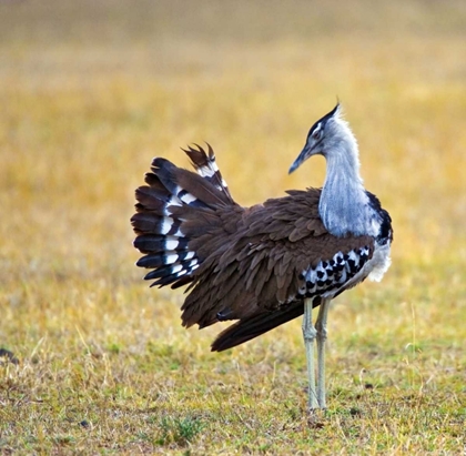 Picture of KENYA KORI BUSTARD BIRD STANDING IN A FIELD