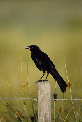 Picture of USA, FLORIDA FISH CROW STANDS ON FENCE POST