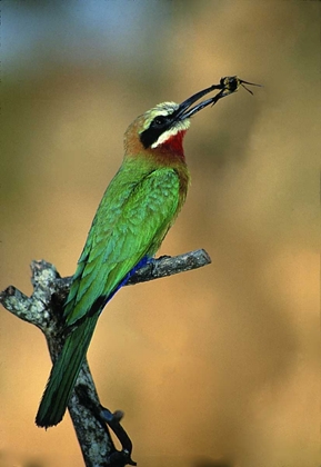 Picture of ZIMBABWE WHITE-FRONTED BEE-EATER WITH A BEE