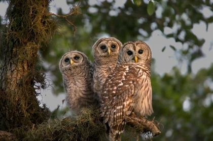 Picture of FLORIDA, VIERA WETLANDS BARRED OWLS IN TREE