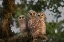 Picture of FLORIDA, VIERA WETLANDS BARRED OWLS IN TREE