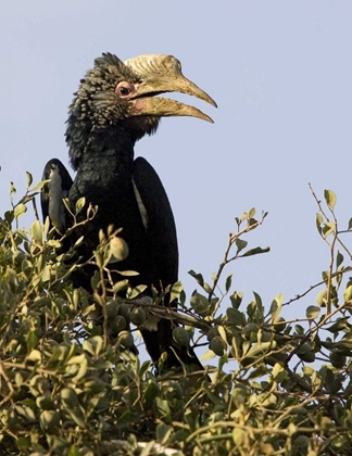 Picture of KENYA SILVERY-CHEEKED HORNBILL BIRD IN TREE