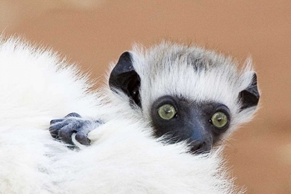 Picture of MADAGASCAR VERREAUS SIFAKA BABY AND MOTHER
