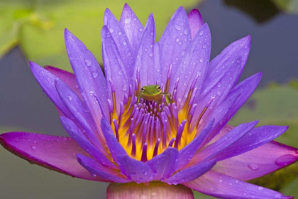 Picture of FL GREEN LEAF FROG INSIDE PURPLE WATER LILY