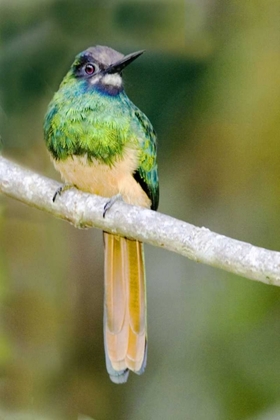 Picture of ECUADOR, NAPO RESERVE RUFOUS-TAILED JACAMAR