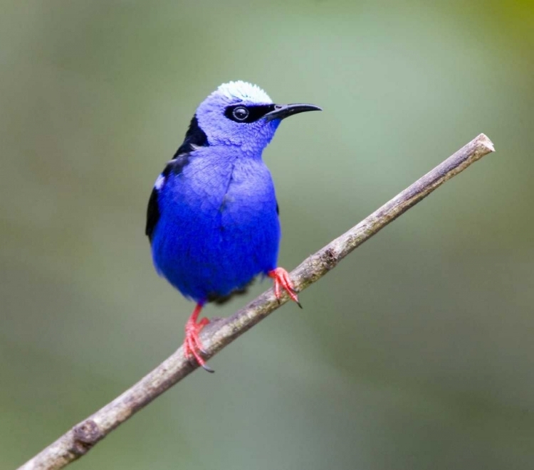 Picture of PANAMA, RED-LEGGED HONEYCREEPER BIRD ON LIMB