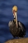 Picture of CA, LA JOLLA BEACH CALIFORNIA BROWN PELICAN