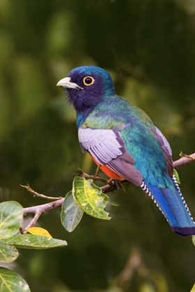 Picture of BRAZIL THE BLUE-CROWNED TROGON IN A WETLAND