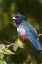 Picture of BRAZIL THE BLUE-CROWNED TROGON IN A WETLAND