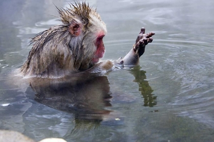 Picture of JAPAN, NAGANO MTS SNOW MONKEY IN HOT SPRING