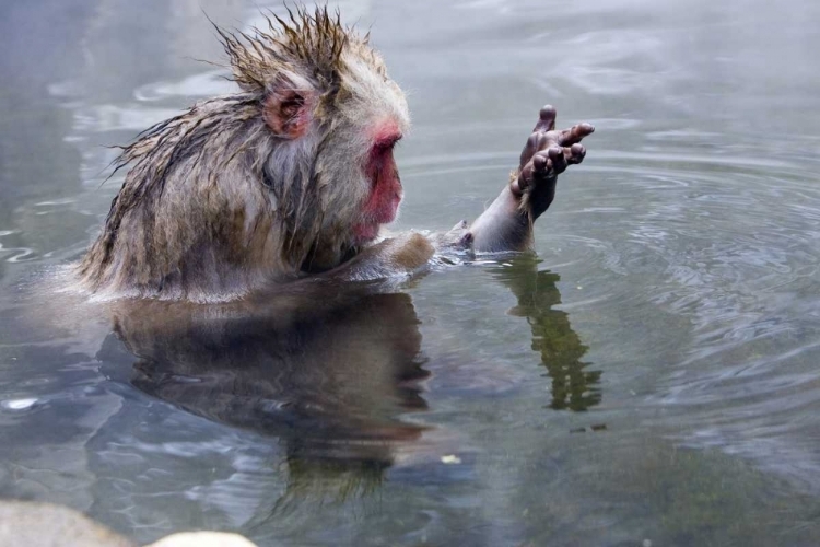 Picture of JAPAN, NAGANO MTS SNOW MONKEY IN HOT SPRING