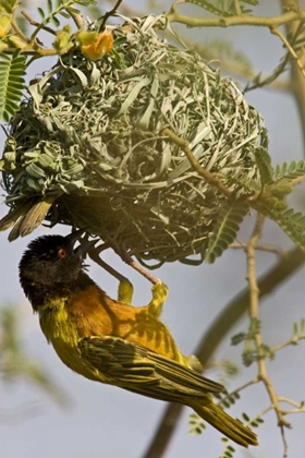 Picture of KENYA BROWN-CAPPED WEAVER BIRD BUILDING NEST