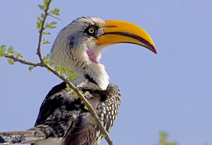 Picture of KENYA PROFILE OF YELLOW-BILLED HORNBILL BIRD