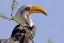 Picture of KENYA PROFILE OF YELLOW-BILLED HORNBILL BIRD