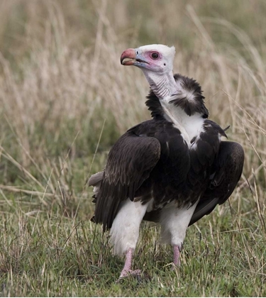 Picture of KENYA WHITE-HEADED VULTURE STANDING IN GRASS
