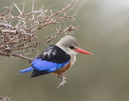 Picture of KENYA GRAY-HEADED KINGFISHER PERCHED ON LIMB