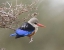 Picture of KENYA GRAY-HEADED KINGFISHER PERCHED ON LIMB