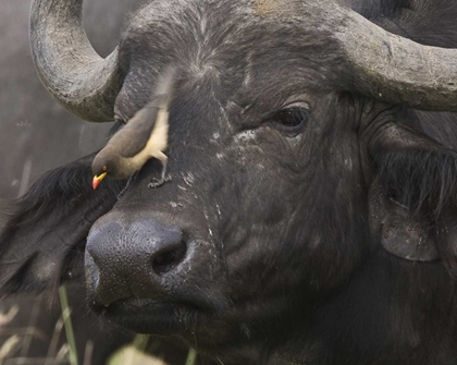 Picture of KENYA OXPECKER BIRD ON NOSE OF WATER BUFFALO