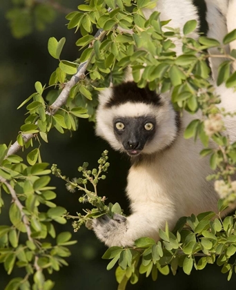 Picture of MADAGASCAR VERREAUXS SIFAKA HANGING IN TREE