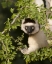 Picture of MADAGASCAR VERREAUXS SIFAKA HANGING IN TREE