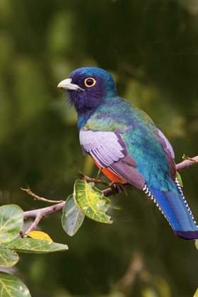 Picture of BRAZIL, PANTANAL BLUE-CROWNED TROGAN ON LIMB