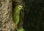 Picture of BRAZIL, PANTANAL WHITE-EYED PARAKEET IN TREE