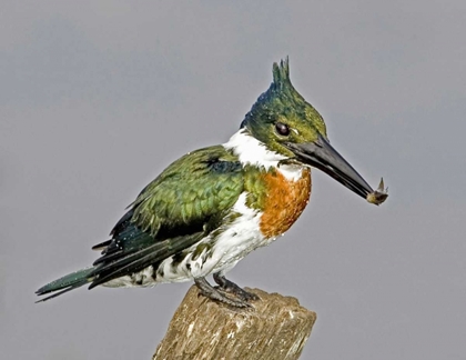 Picture of BRAZIL, PANTANAL AMAZON KINGFISHER WITH FISH