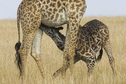 Picture of KENYA, MASAI MARA BABY MASAI GIRAFFE NURSING