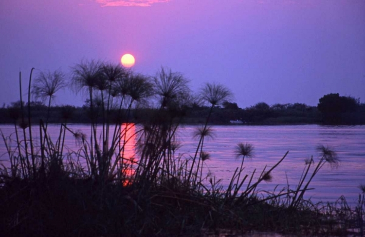 Picture of KENYA SUNSET REFLECTS ON WATER THROUGH REEDS