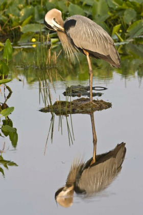 Picture of FL, DELRAY BEACH GREAT BLUE HERON REFLECTION