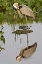 Picture of FL, DELRAY BEACH GREAT BLUE HERON REFLECTION
