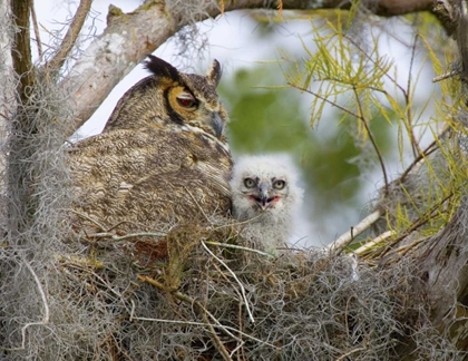 Picture of FL, BOYNTON BEACH GREAT HORNED OWL AND CHICK