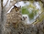 Picture of FL, BOYNTON BEACH GREAT HORNED OWL AND CHICK