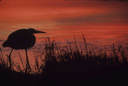 Picture of FL, TAMPA BAY SILHOUETTE OF GREAT BLUE HERON