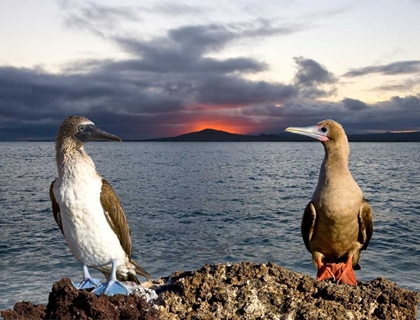 Picture of BLUE AND RED-FOOTED BOOBY, GALAPAGOS, ECUADOR