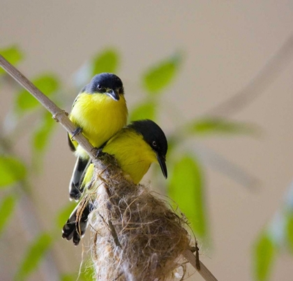 Picture of PANAMA PAIR OF GOLDEN-COLLARED MANIKIN BIRDS