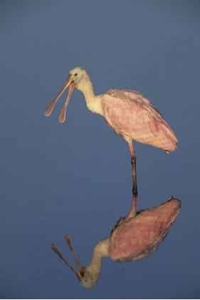 Picture of FL ROSEATE SPOONBILL REFLECTS IN STILL WATER
