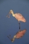 Picture of FL ROSEATE SPOONBILL REFLECTS IN STILL WATER