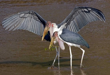 Picture of KENYA PAIR OF MARABOU STORKS IN SHALLOW WATER