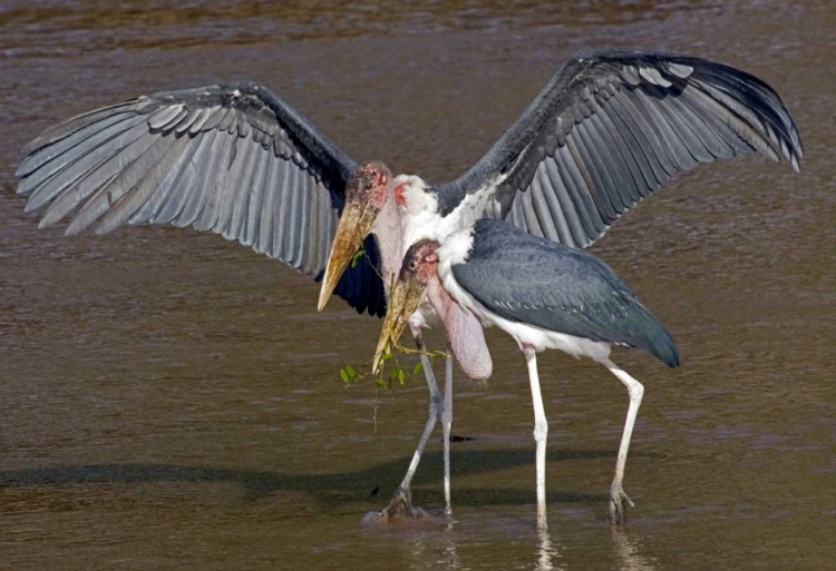 Picture of KENYA PAIR OF MARABOU STORKS IN SHALLOW WATER