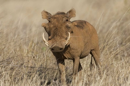 Picture of KENYA FRONTAL VIEW OF MALE WARTHOG WITH TUSKS